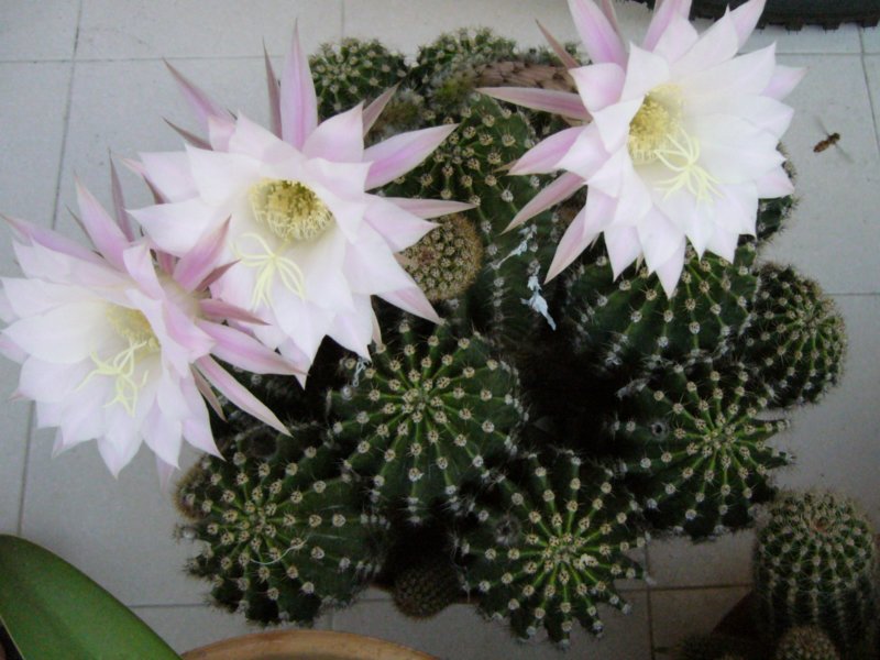 fioridicactus.jpg